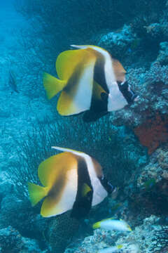 Image of Bannerfish