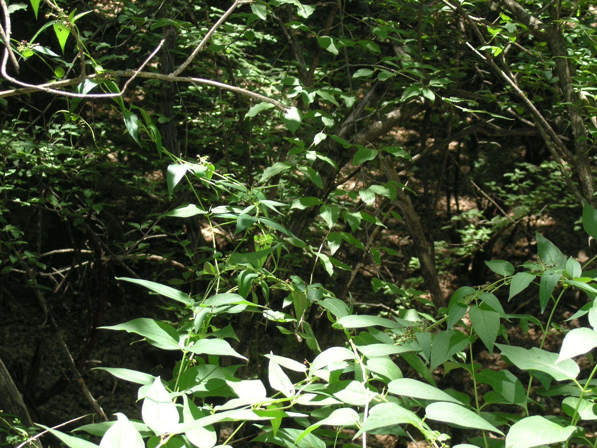 Image of Vincetoxicum scandens Sommier & Levier