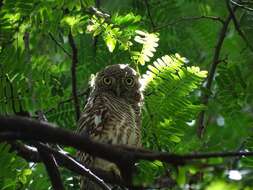 Image of Glaucidium cuculoides bruegeli (Parrot 1908)