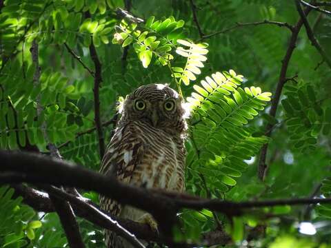 Image of Glaucidium cuculoides bruegeli (Parrot 1908)