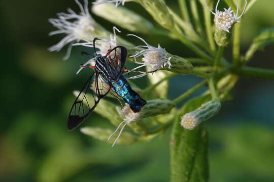 صورة Clystea rubipectus Schaus 1898