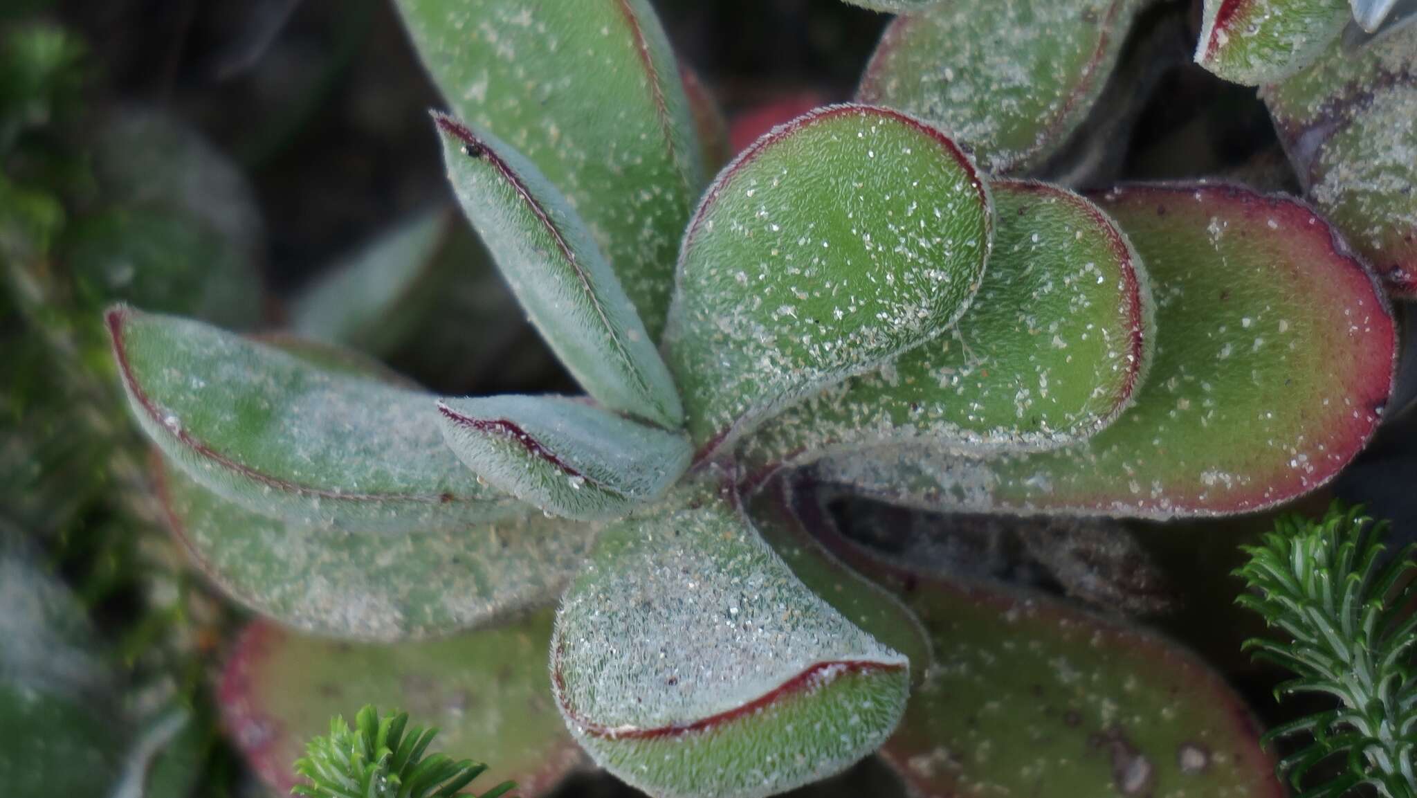 Image of Crassula pubescens subsp. pubescens