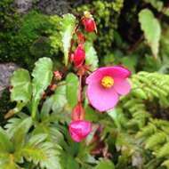 Image of Begonia gracilis Kunth