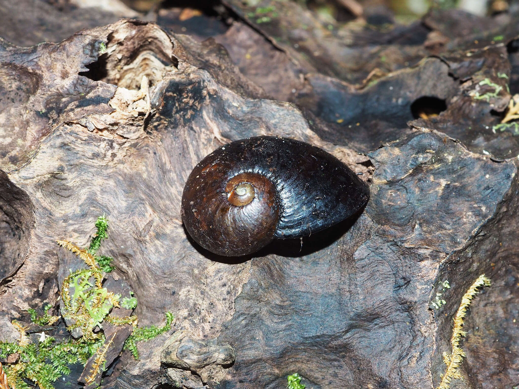 Image of New Zealand microsnails