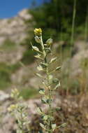 Sivun Alyssum calycocarpum Rupr. kuva