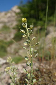 Image of Alyssum calycocarpum Rupr.