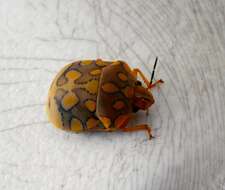 Image of Clown shield bug