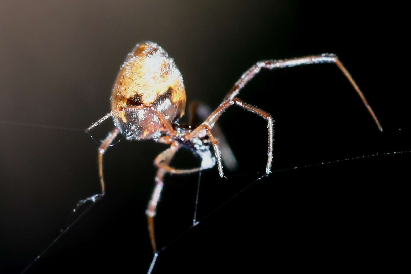 Image of Dewdrop spider