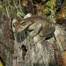 Image of Golden-sided Tree Frog