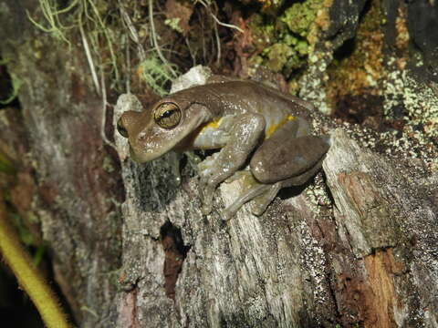 Image of Golden-sided Tree Frog