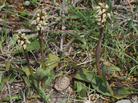 Image of Dense-flowered orchid