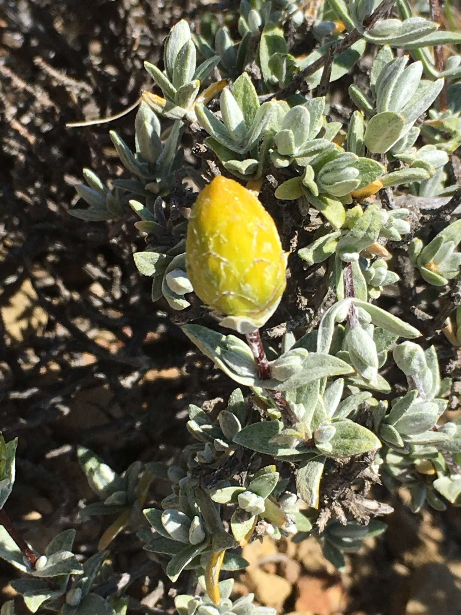 صورة Pteronia cinerea L. fil.