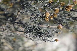 Image of Stoebe capitata Berg.