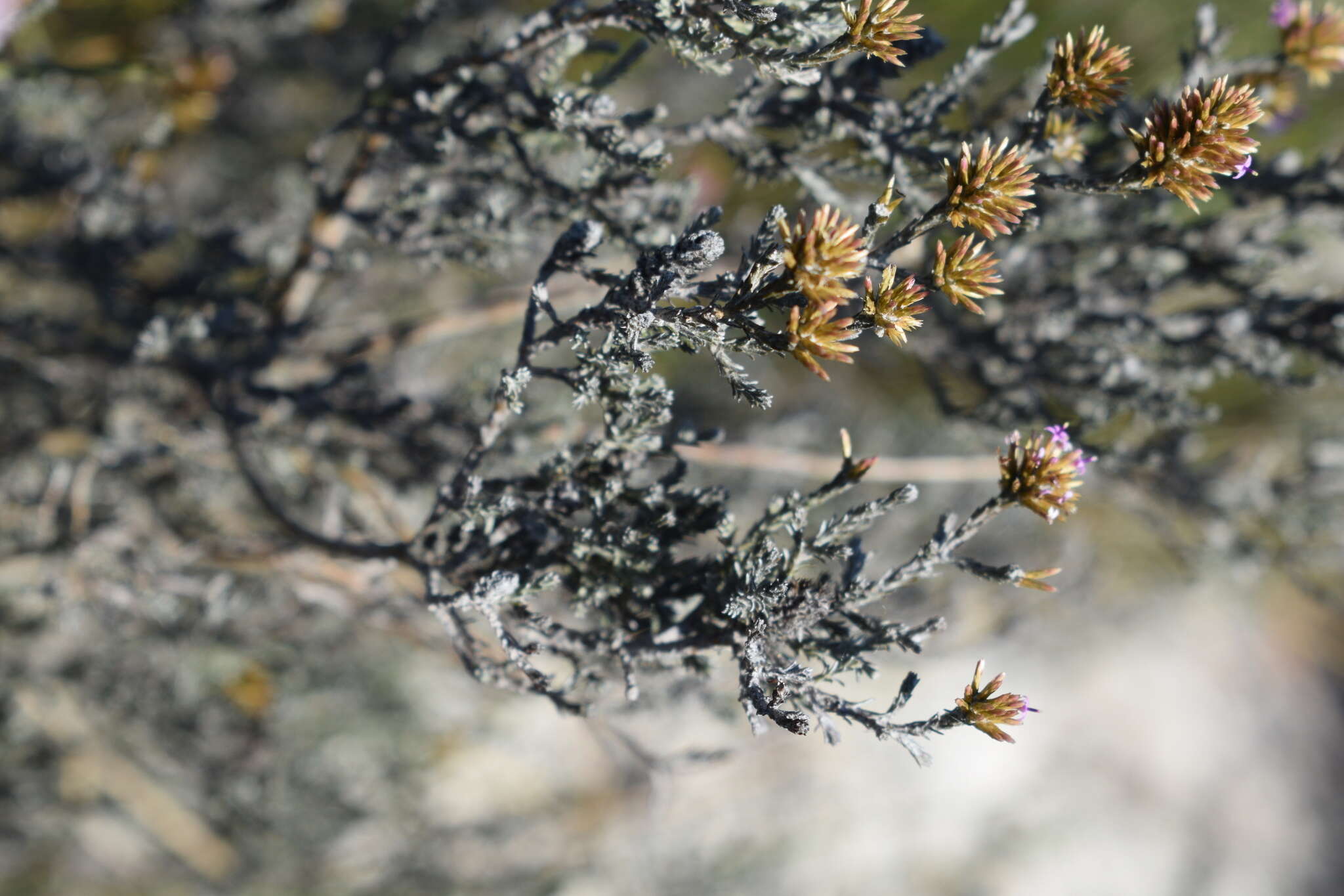 Image of Stoebe capitata Berg.