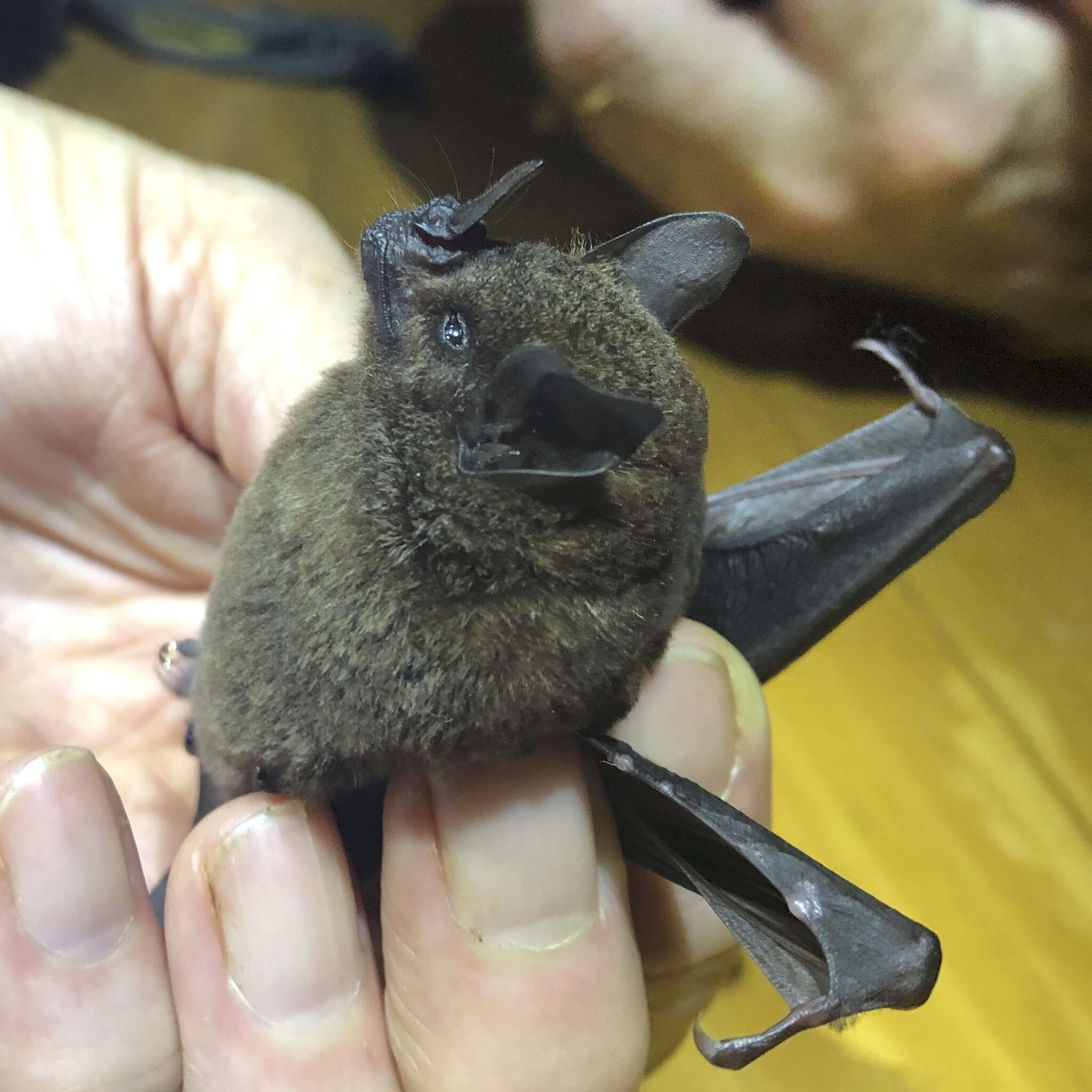 Image of Chestnut Short-tailed Bat