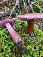 Image of Western Amethyst Deceiver