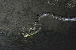 Image of Smith's African Water Snake