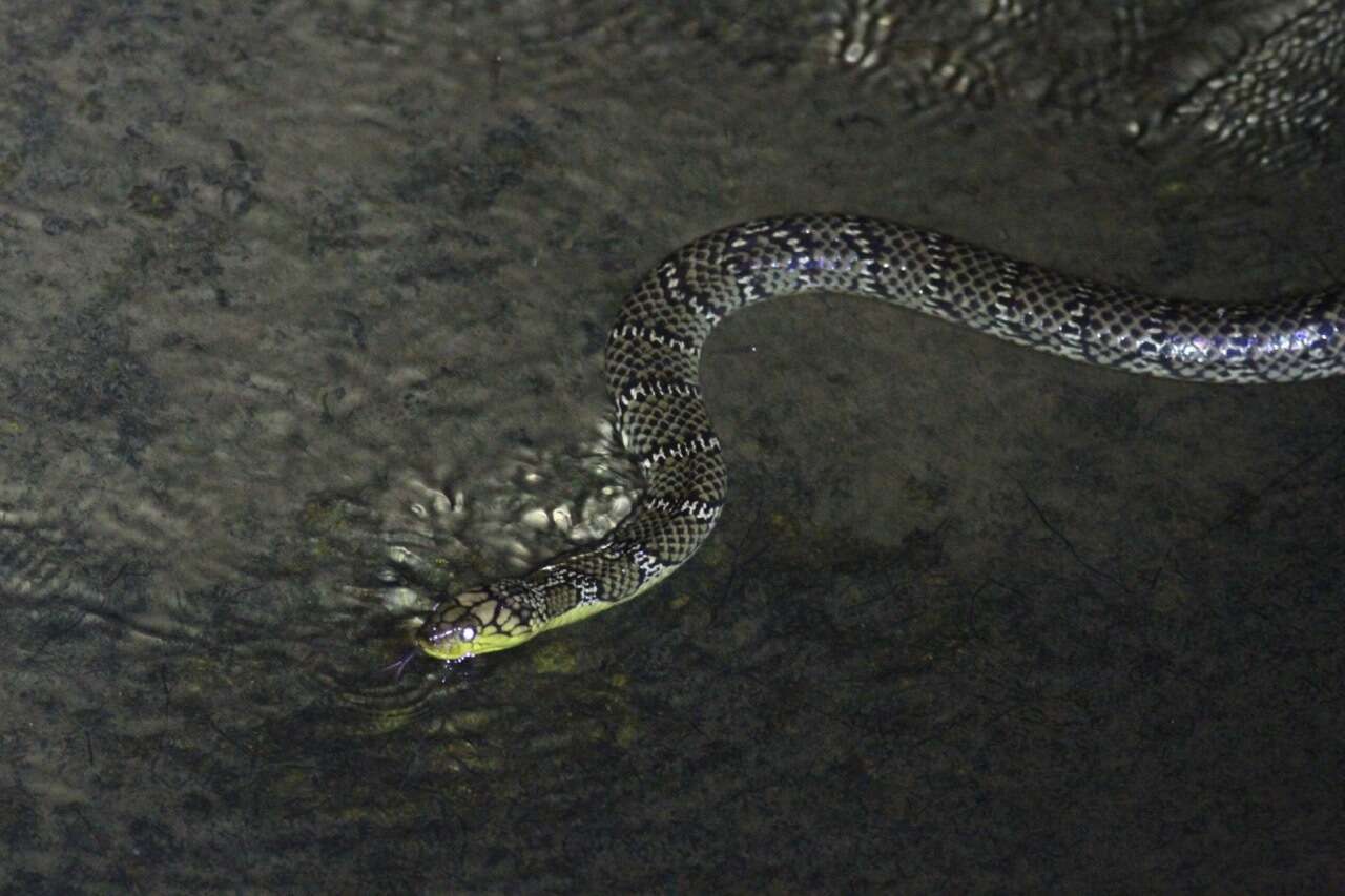 Image of Smith's African Water Snake