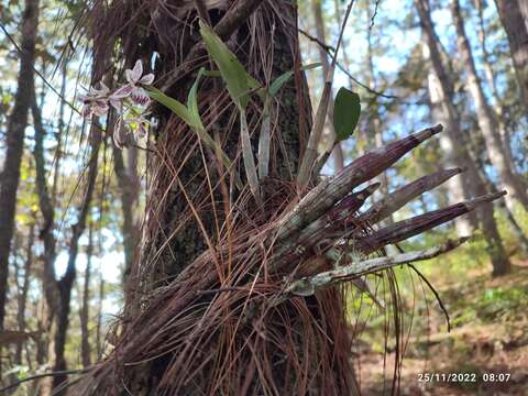 Image of Epidendrum marmoratum A. Rich. & Galeotti