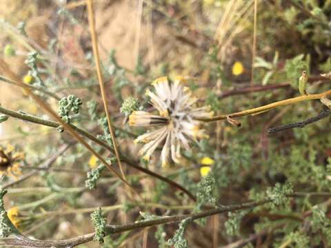 Sivun Chaenactis glabriuscula var. orcuttiana (Greene) Hall kuva