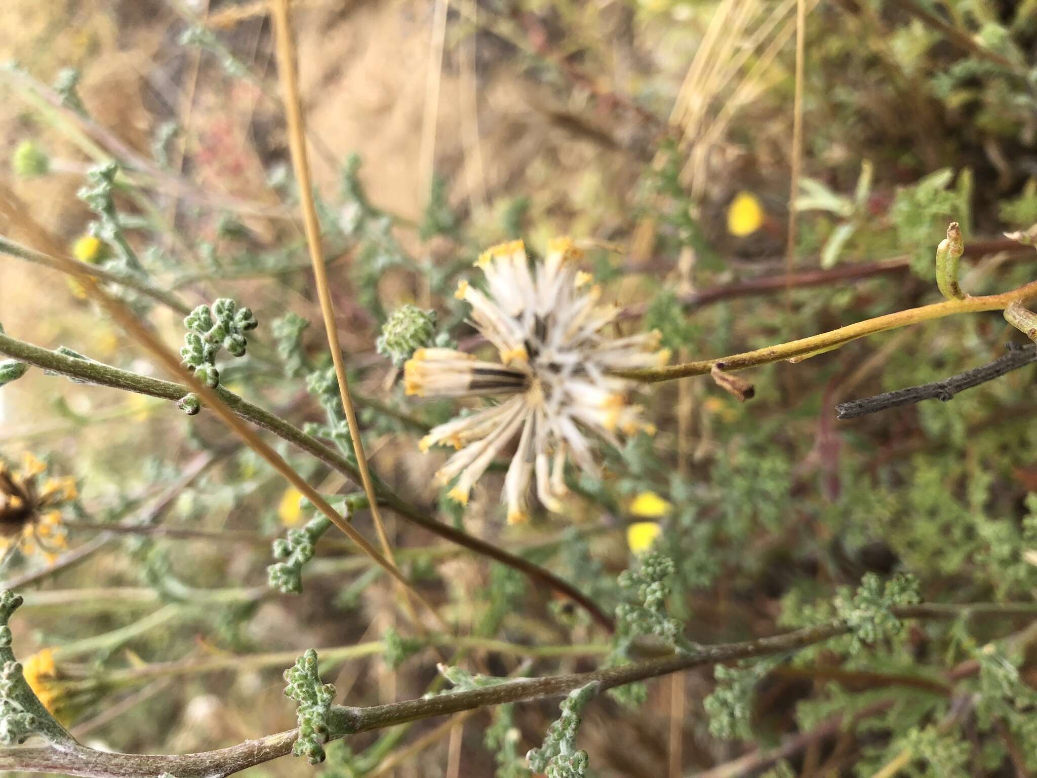 Image of Orcutt's yellow pincushion