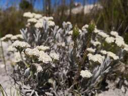 Petalacte coronata (L.) D. Don resmi