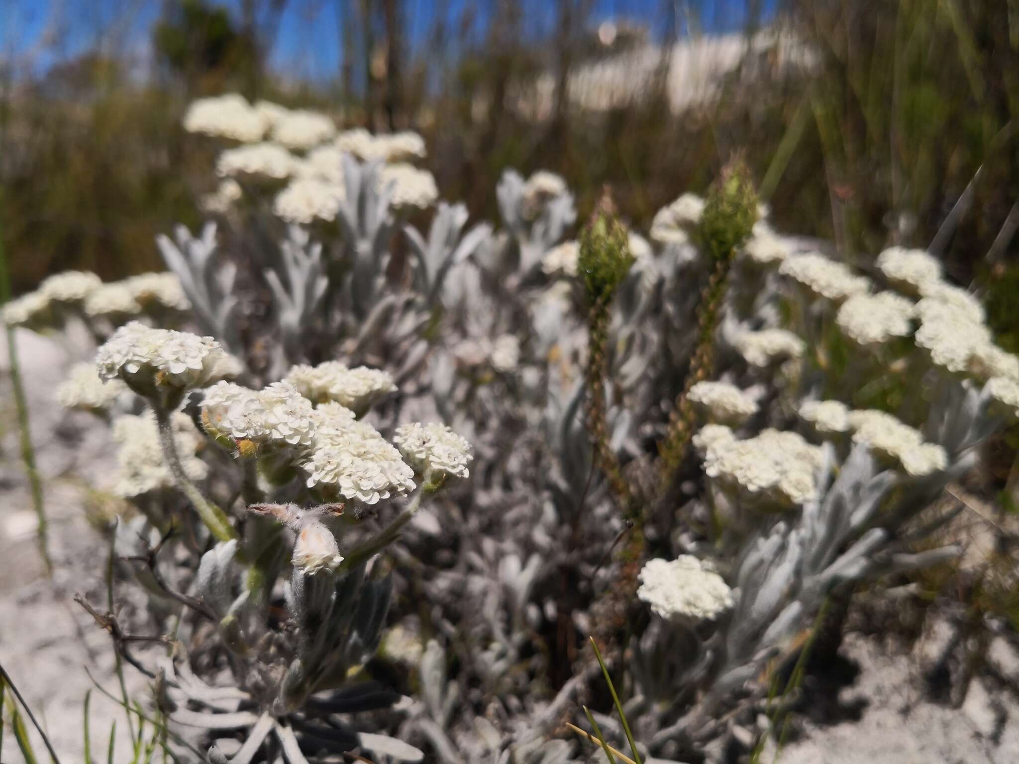 Petalacte coronata (L.) D. Don resmi