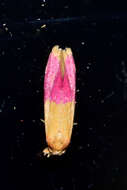 Image of Cochylis rosaria Razowski & Becker 1993