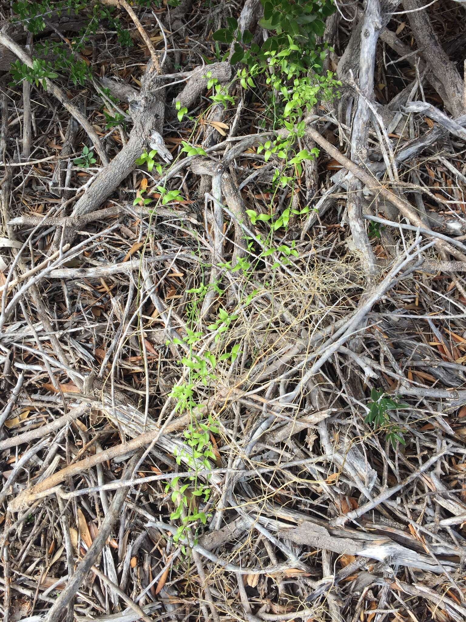 Imagem de Puccinia myrsiphylli (Thüm.) G. Winter 1884