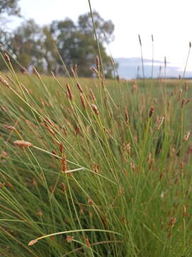 Image of Eleocharis pallens S. T. Blake