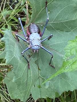 Image of Armoured Katydid