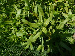 Image of <i>Grindelia <i>stricta</i></i> var. stricta