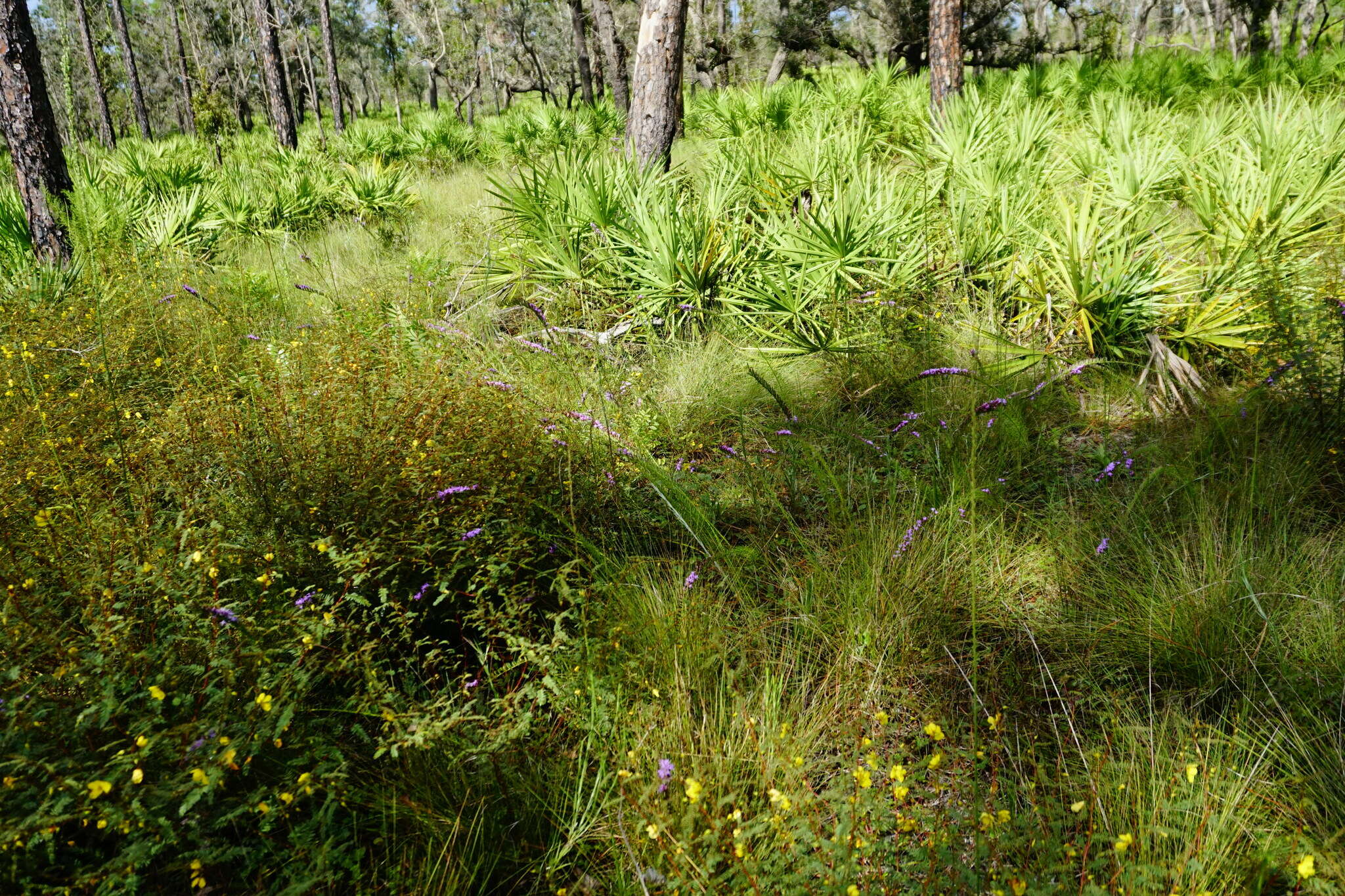 صورة <i>Liatris <i>pauciflora</i></i> var. pauciflora