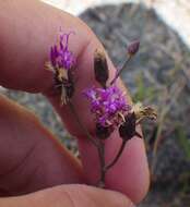 صورة Vernonia blodgettii Small