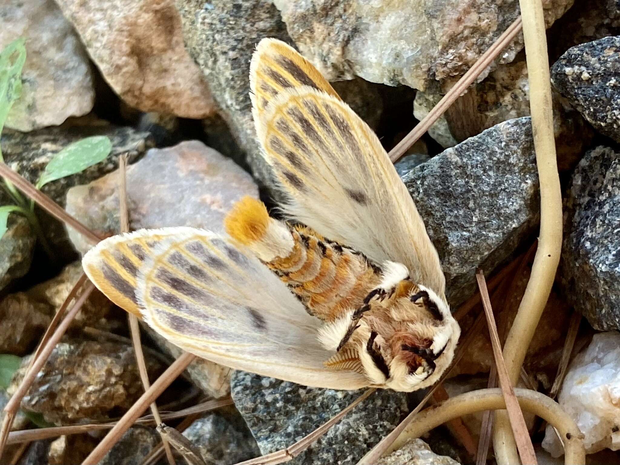 Image de Molippa strigosa (Maassen 1885)