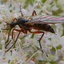 Image of Rhamphomyia variabilis (Fallen 1816)