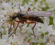 صورة Rhamphomyia variabilis (Fallen 1816)