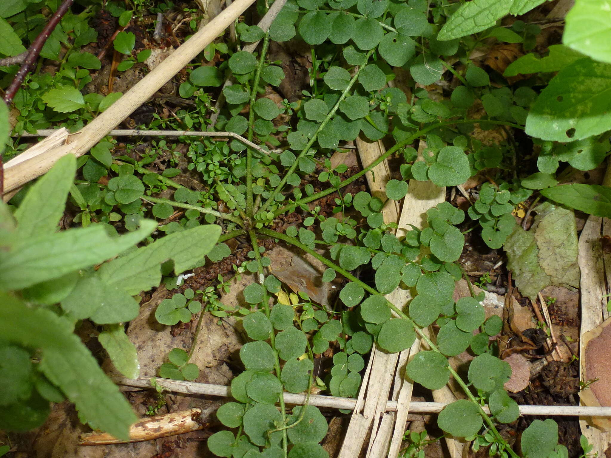 Слика од Cardamine dentata Schult.