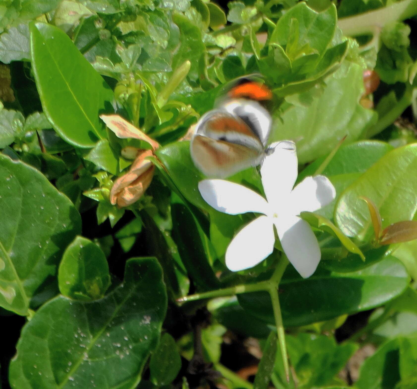 Image de Carissa macrocarpa (Eckl.) A. DC.