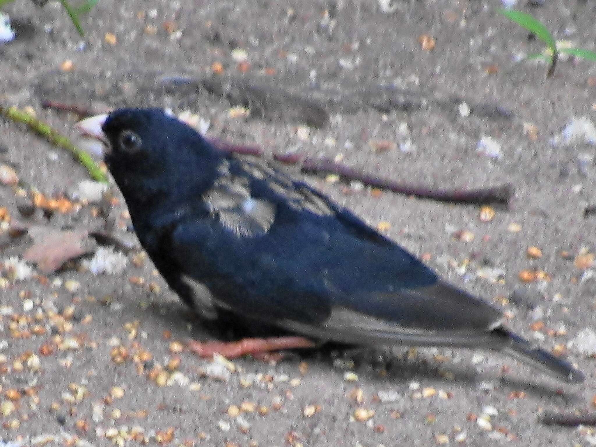 Image of Dusky Indigobird