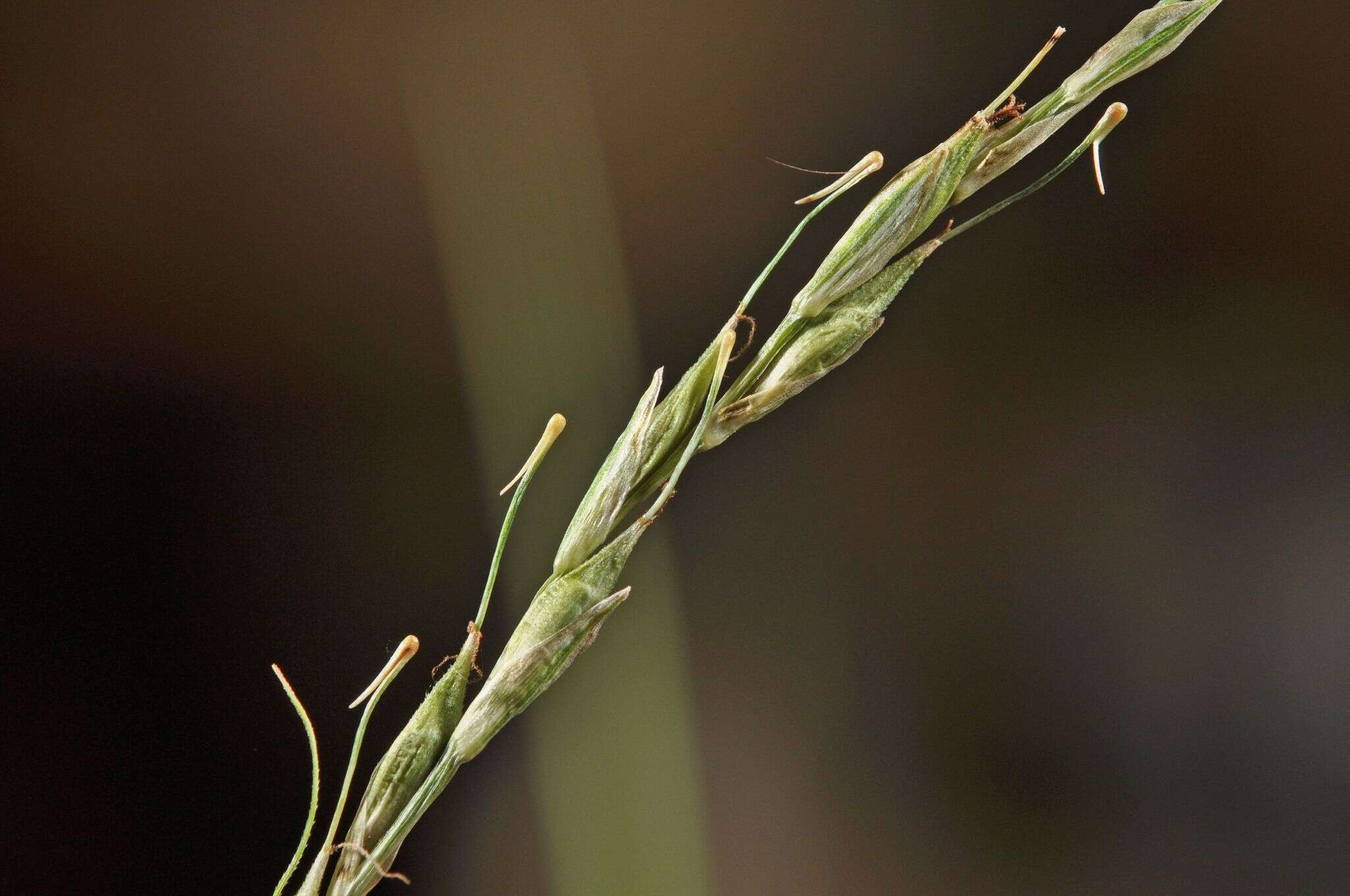 Image of Carex healyi K. A. Ford