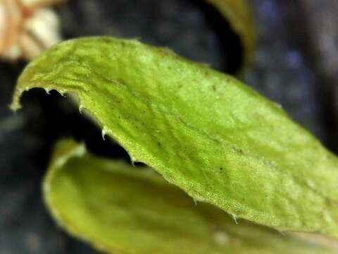 Image of Galium tomentosum Thunb.