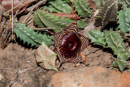 Image de Ceropegia zebrina (N. E. Br.) Bruyns