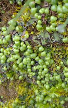 Image of Mannia androgyna (L.) A. Evans