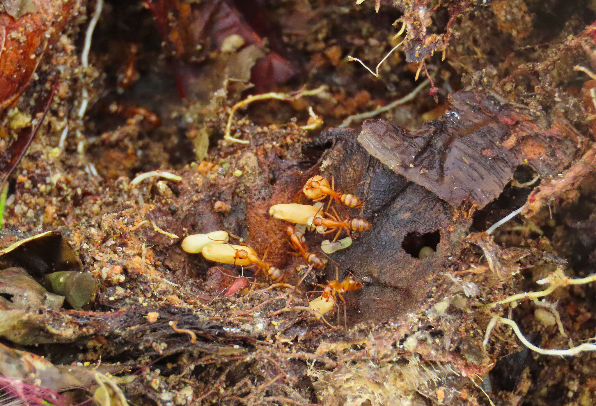 Image of Camponotus conspicuus (Smith 1858)