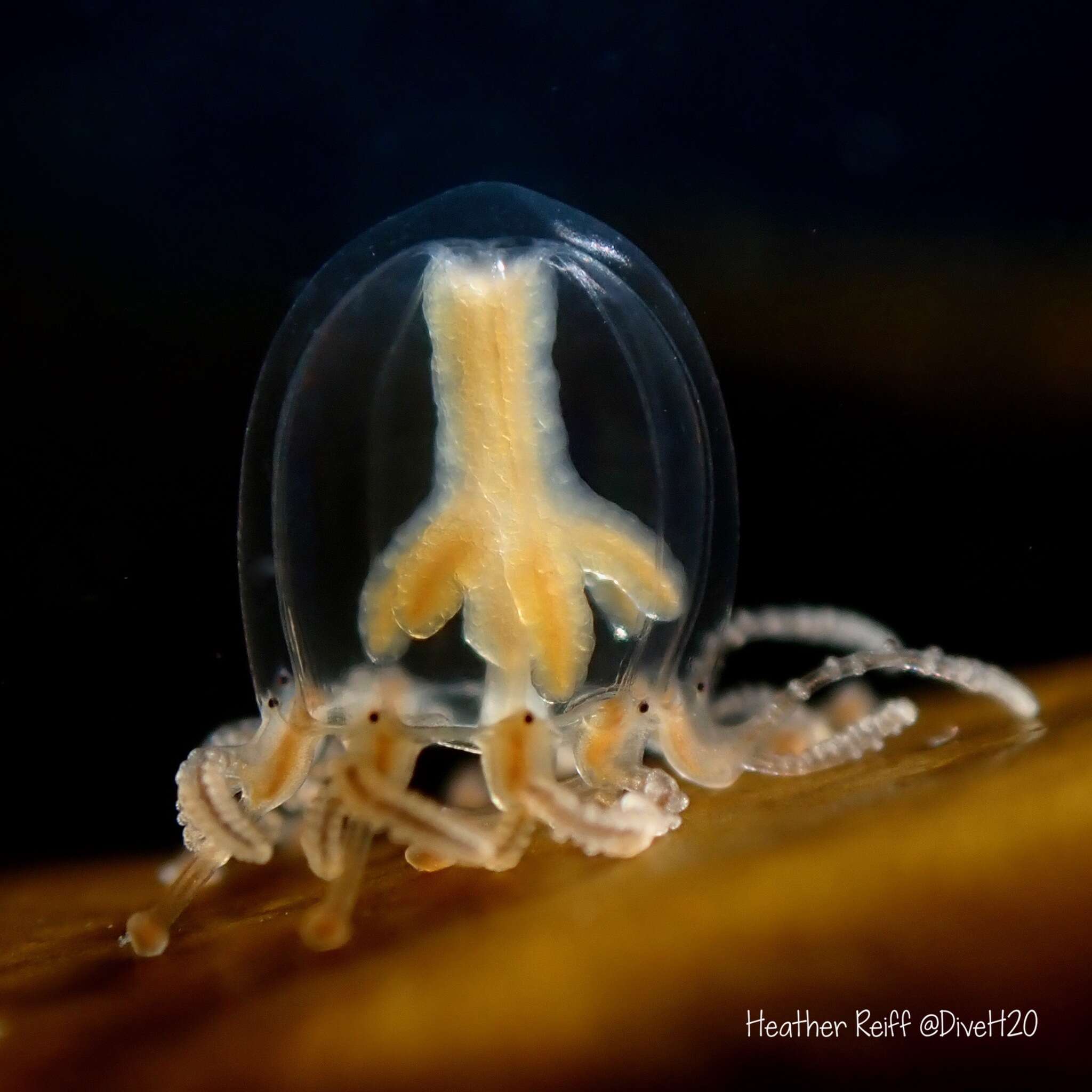 Image of Cladonema californicum Hyman 1947