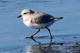 Image of Chestnut-banded Plover