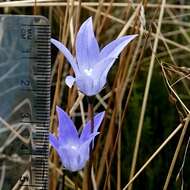 Image of Wahlenbergia ceracea Lothian