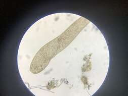 Image of Spirostomum ambiguum