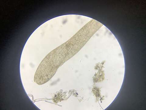 Слика од Spirostomum ambiguum